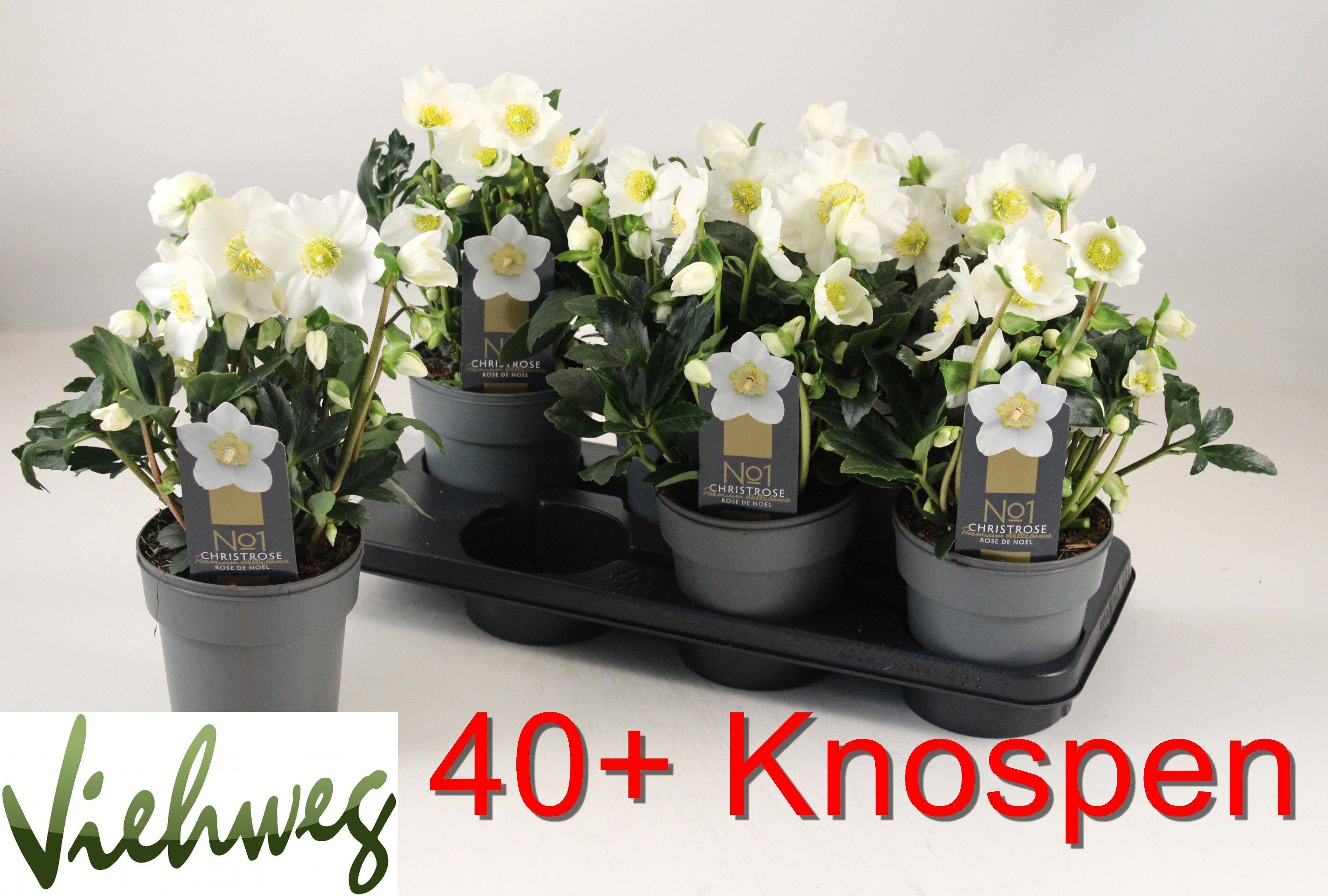 Горшечные цветы и растения оптом Hell Ni Hgc Wintergo P15 от 6шт из Голландии с доставкой по России