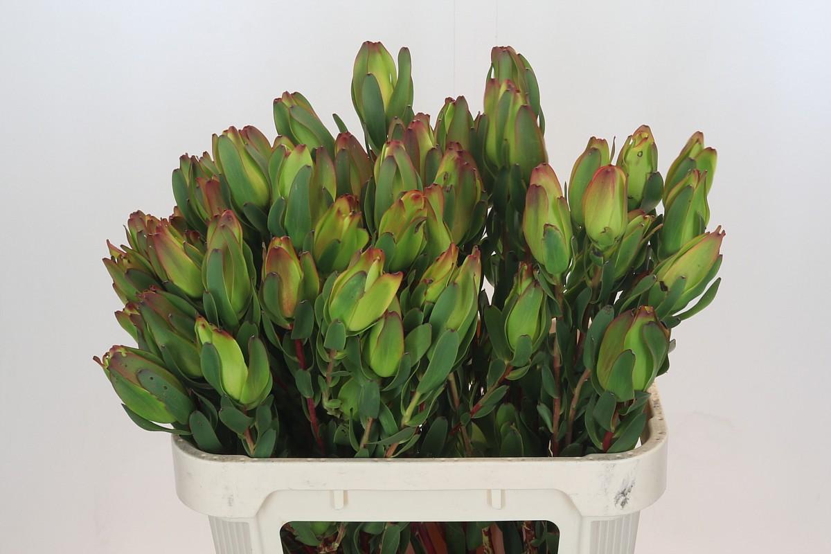 Срезанные цветы оптом Leucadendron laurel yellow spray от 25шт из Голландии с доставкой по России