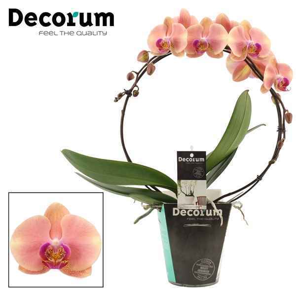 Горшечные цветы и растения оптом Phal Bow Perfect Peach (decorum) от 5шт из Голландии с доставкой по России
