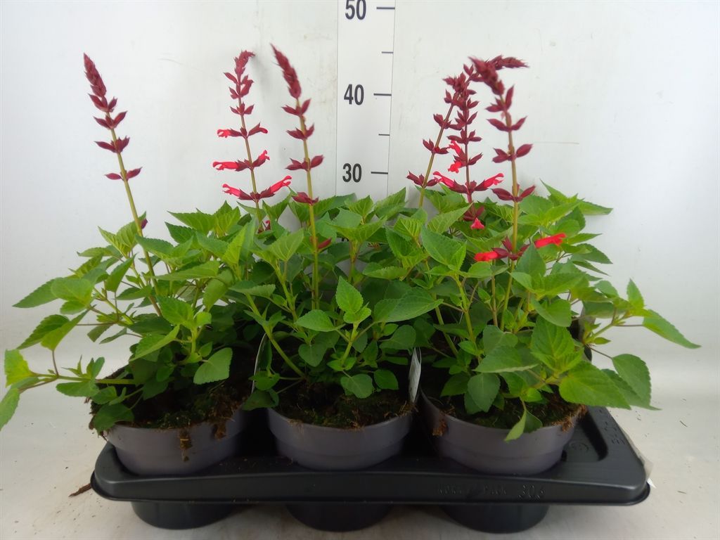 Горшечные цветы и растения оптом Salvia Splendens от 6шт из Голландии с доставкой по России