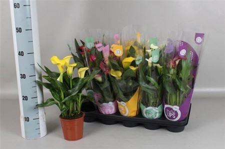 Горшечные цветы и растения оптом Zant Gem 4+ от 10шт из Голландии с доставкой по России