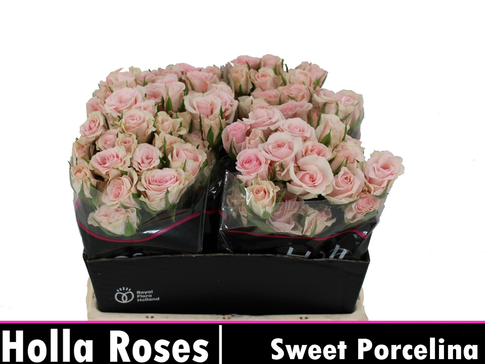 Срезанные цветы оптом Rosa spray sweet porcelina от 50шт из Голландии с доставкой по России