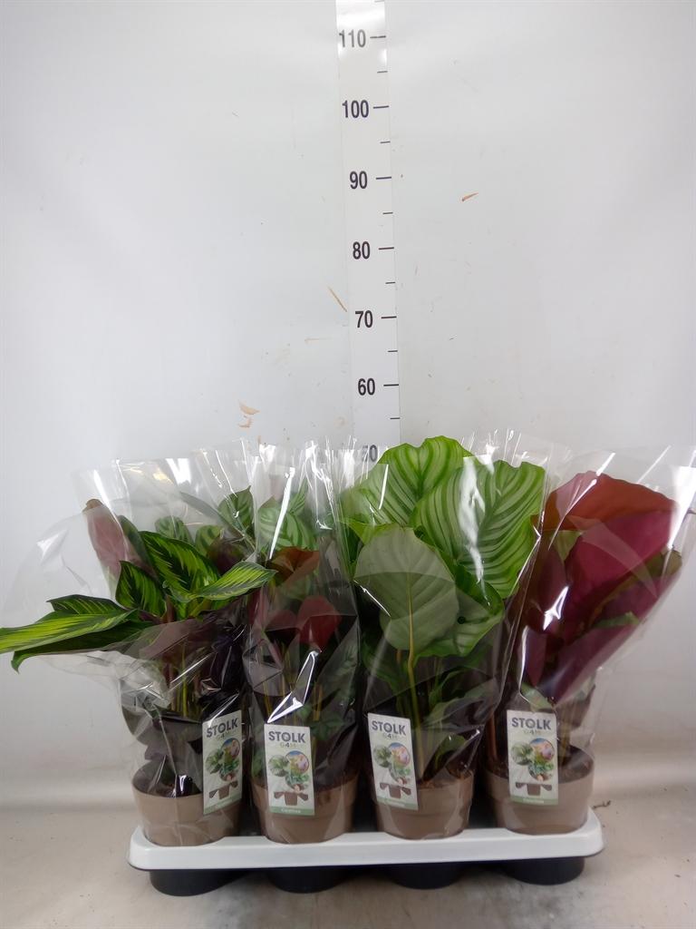 Горшечные цветы и растения оптом Calathea   ...mix 4 от 8шт из Голландии с доставкой по России