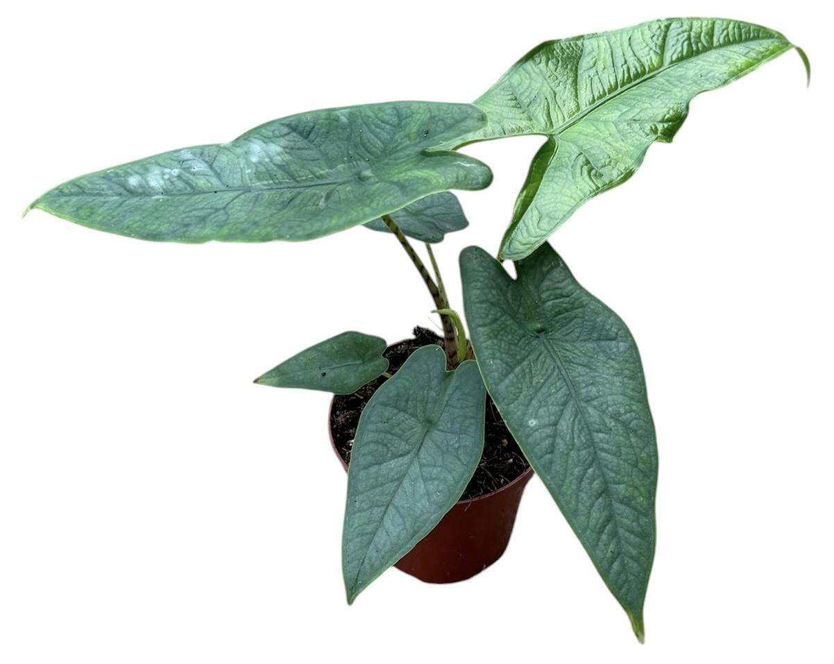 Горшечные цветы и растения оптом Alocasia Sulawesi Green Carpet от 1шт (для телеги) из Голландии с доставкой по России