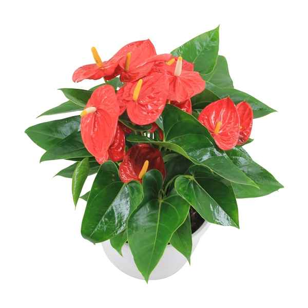 Горшечные цветы и растения оптом Anth An Mauii Red Ceramic от 1шт из Голландии с доставкой по России