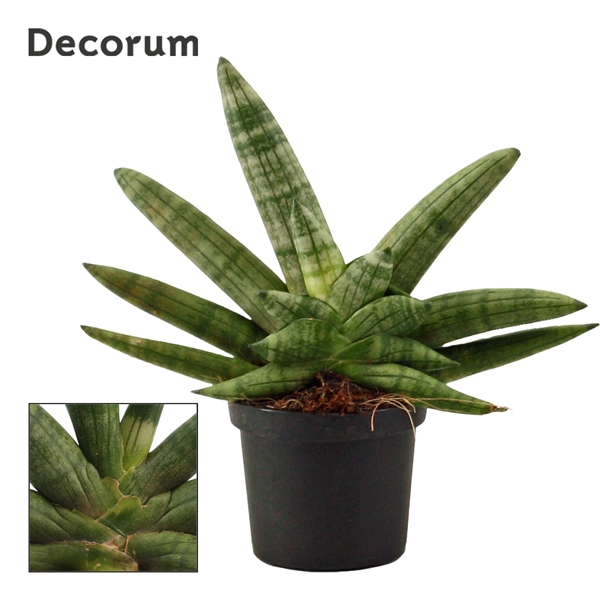 Горшечные цветы и растения оптом Sansevieria Double Boncellensis (decorum) от 12шт из Голландии с доставкой по России