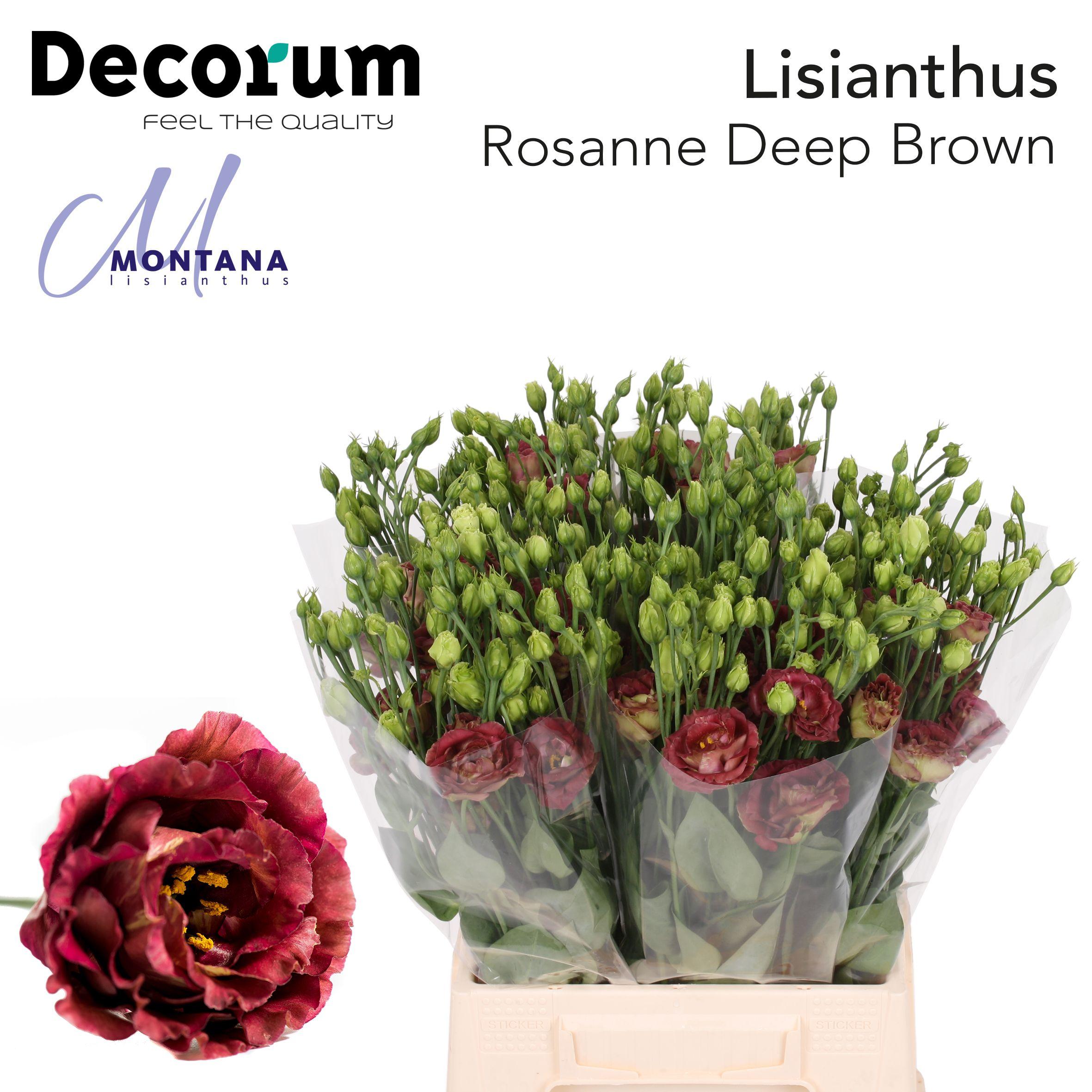 Срезанные цветы оптом Lisianthus do rosanne deep brown от 50шт из Голландии с доставкой по России
