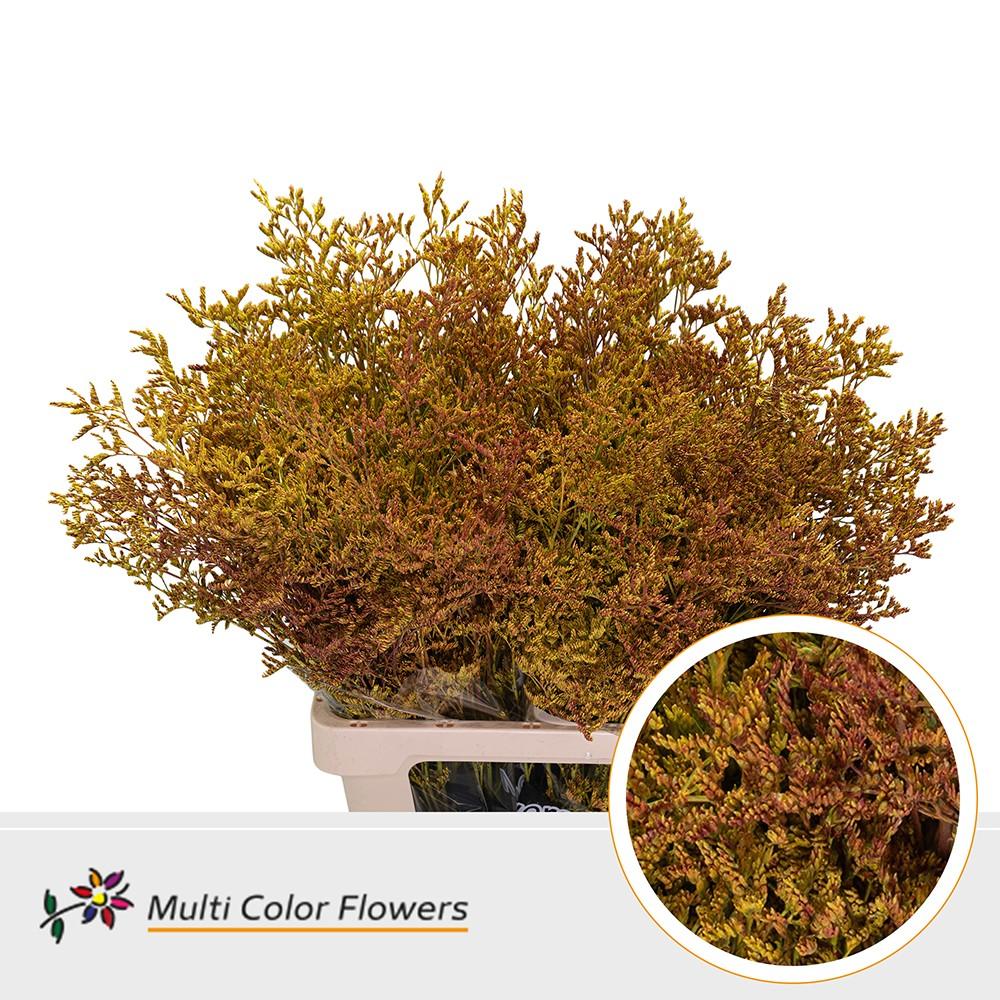 Срезанные цветы оптом Limonium paint autumn от 50шт из Голландии с доставкой по России