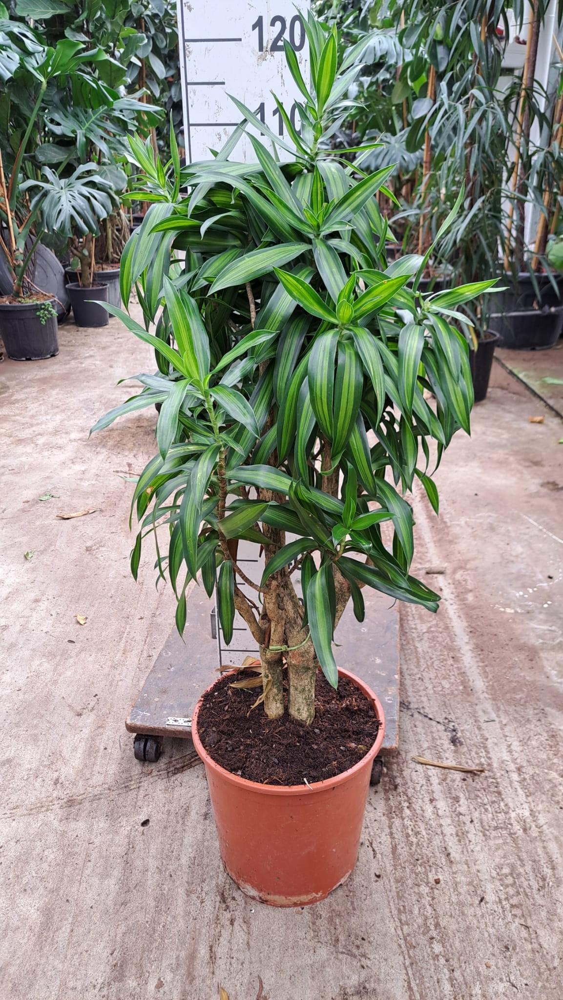 Горшечные цветы и растения оптом Dracaena Reflexa Song Of Jaimaica 120 от 1шт из Голландии с доставкой по России