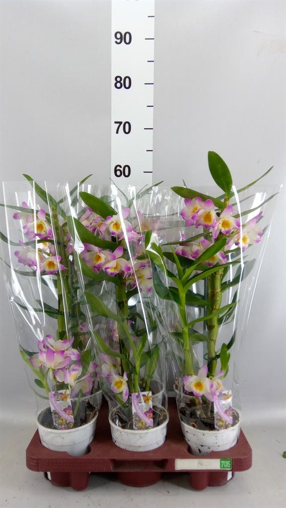 Горшечные цветы и растения оптом Dendrobium Nob. ... от 6шт из Голландии с доставкой по России