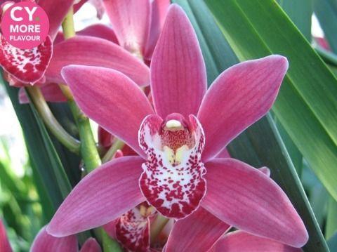 Срезанные цветы оптом Minicymbidium pink christmas от 8шт.. из Голландии с доставкой по России