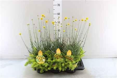 Горшечные цветы и растения оптом Sedum + Craspedia от 6шт из Голландии с доставкой по России