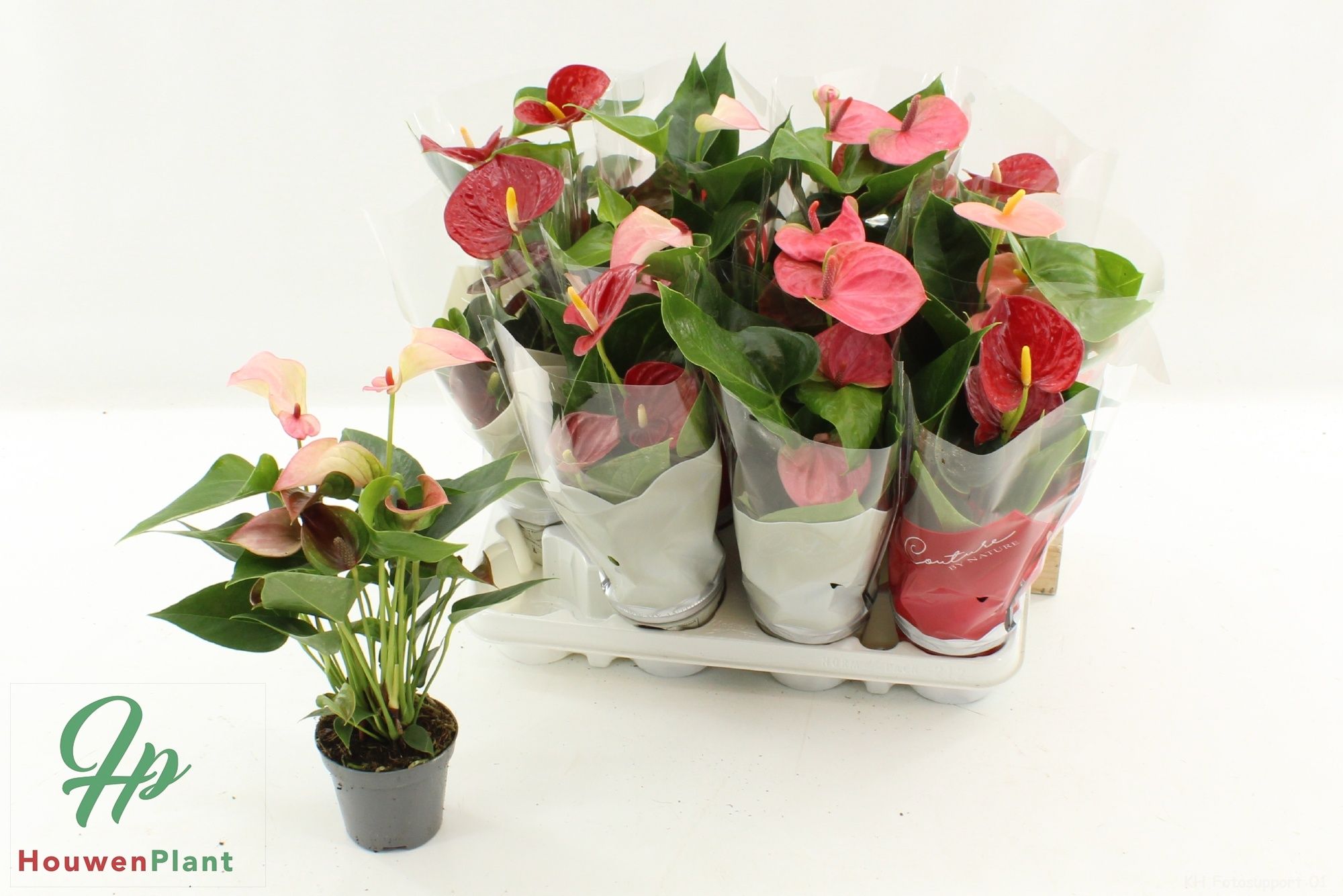 Горшечные цветы и растения оптом Anthu An Gem 4 Kl от 12шт (для телеги) из Голландии с доставкой по России