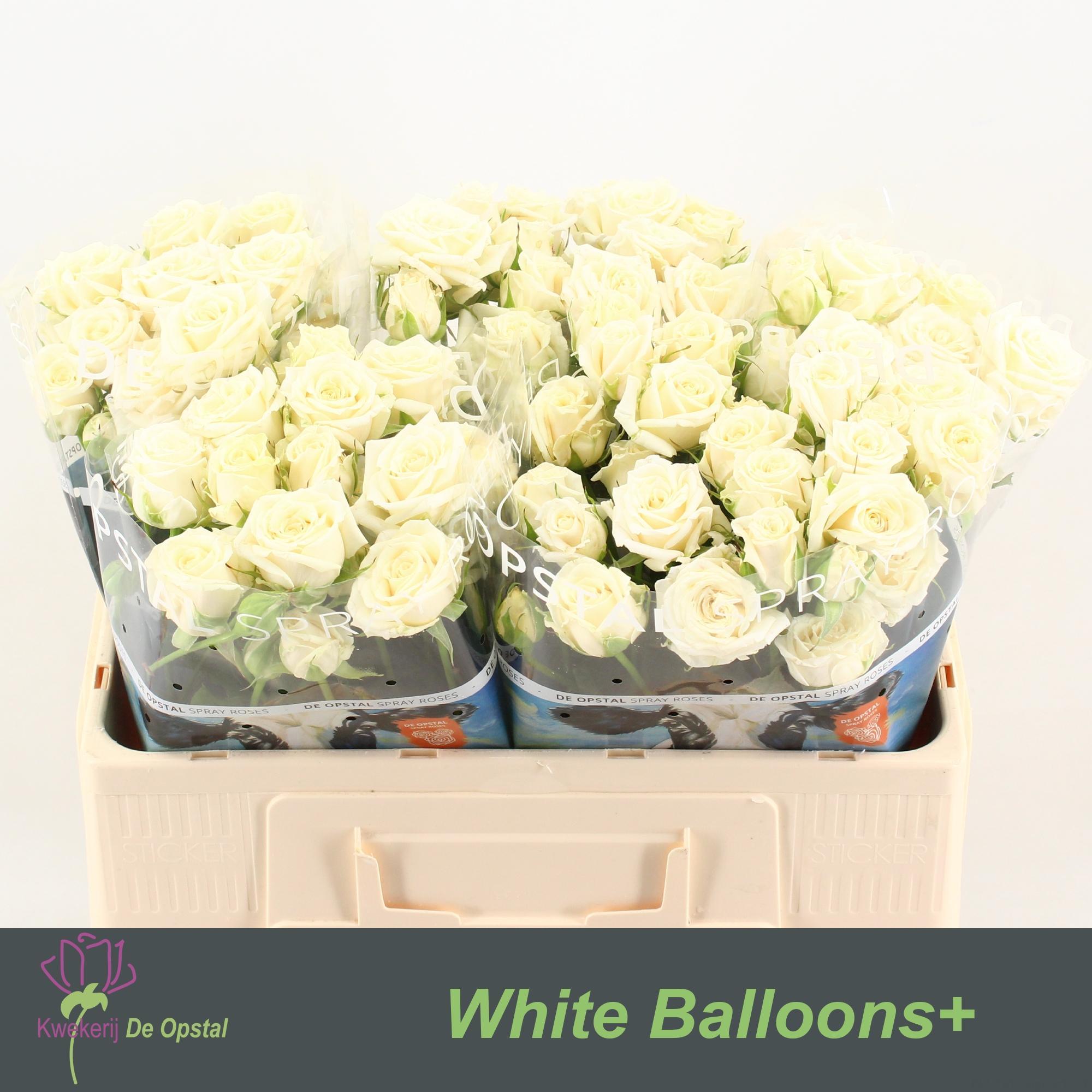 Срезанные цветы оптом Rosa spray white balloons от 50шт из Голландии с доставкой по России