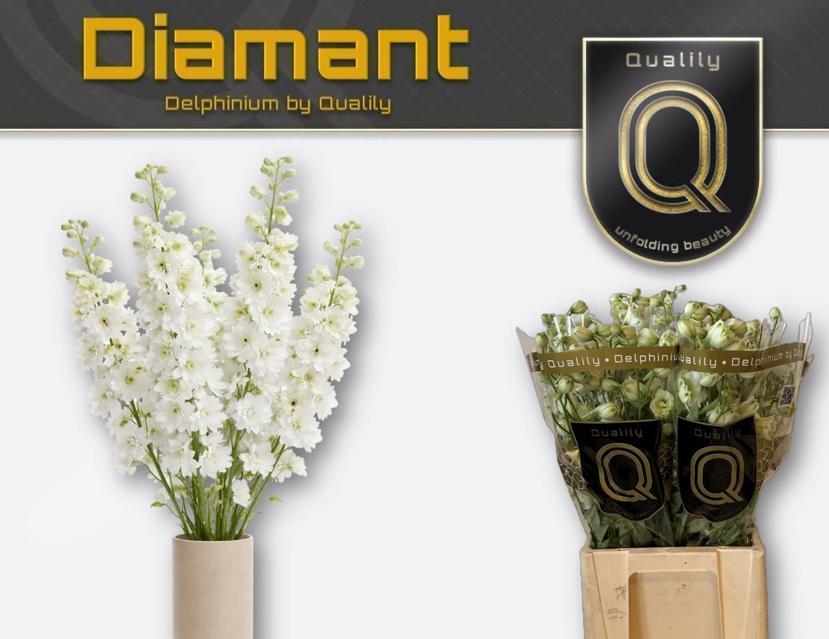 Срезанные цветы оптом Delphinium el du delphis diamant от 40шт из Голландии с доставкой по России