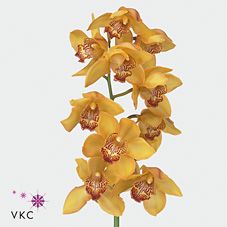 Срезанные цветы оптом Cymbidium yellow river esther от 12шт из Голландии с доставкой по России