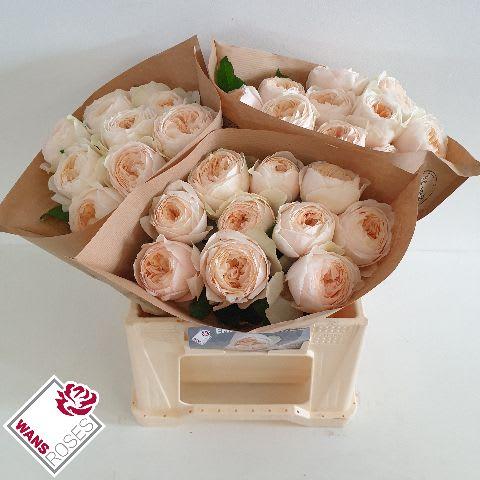 Срезанные цветы оптом Rosa garden emma woodhouse от 30шт из Голландии с доставкой по России