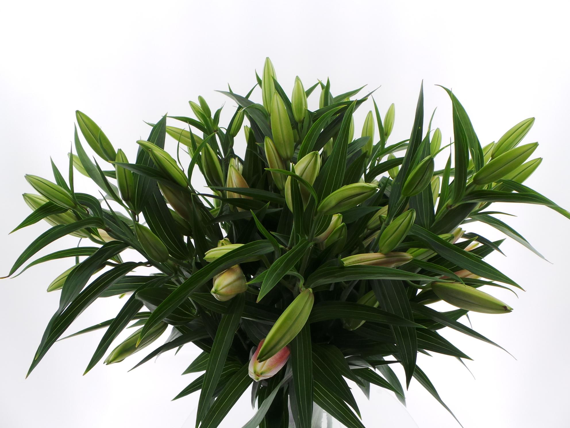 Срезанные цветы оптом BQ Mono Lelie Oriental Roze x5 60cm от 10шт из Голландии с доставкой по России