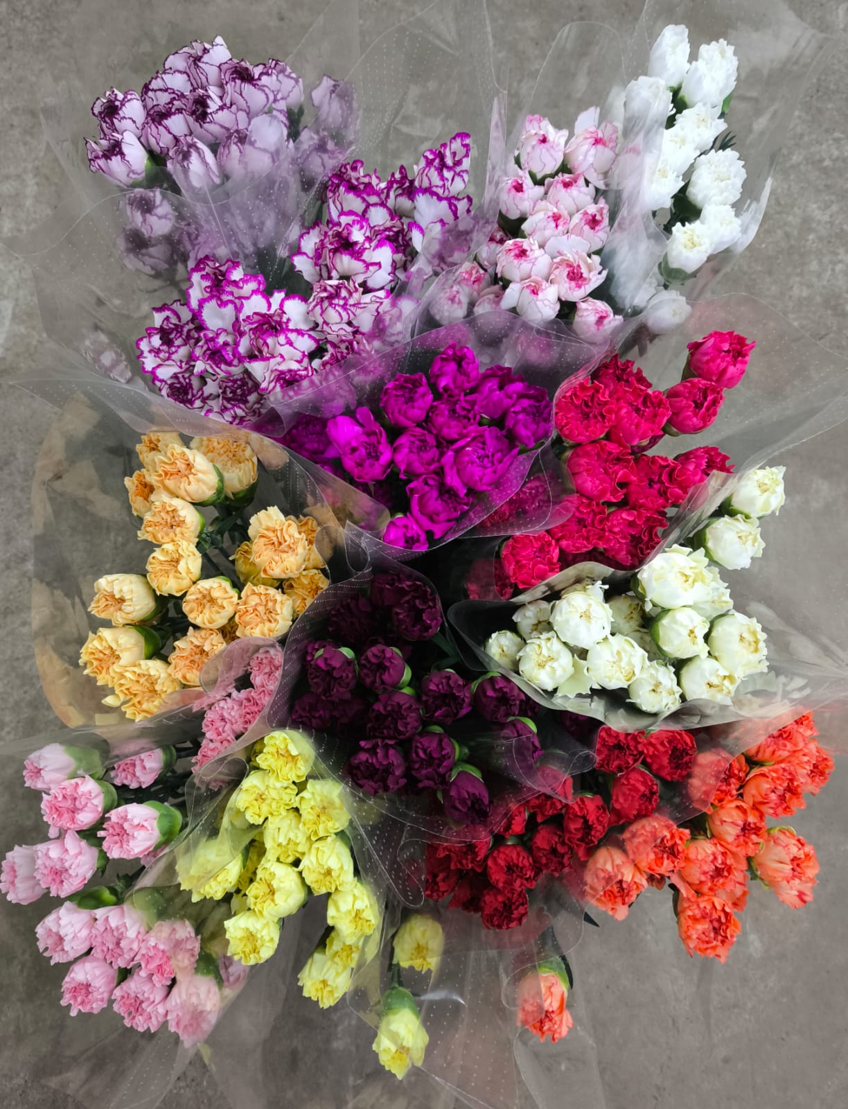 Срезанные цветы оптом Dianthus st mix in box от 240шт. из Голландии с доставкой по России