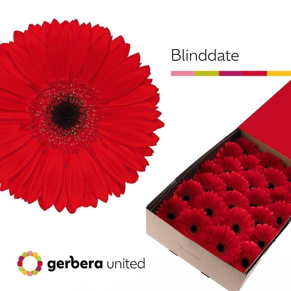 Срезанные цветы оптом Gerbera blinddate от 50шт из Голландии с доставкой по России