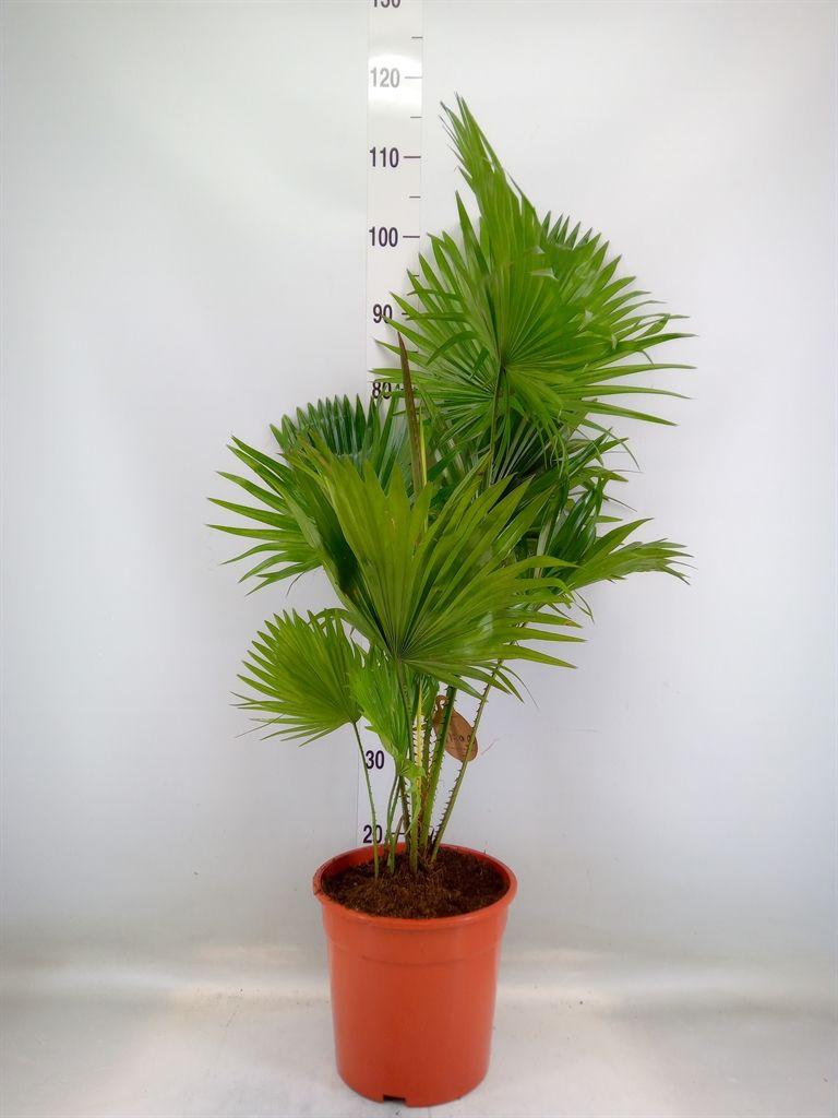Горшечные цветы и растения оптом Livistona Rotundifolia от 1шт из Голландии с доставкой по России
