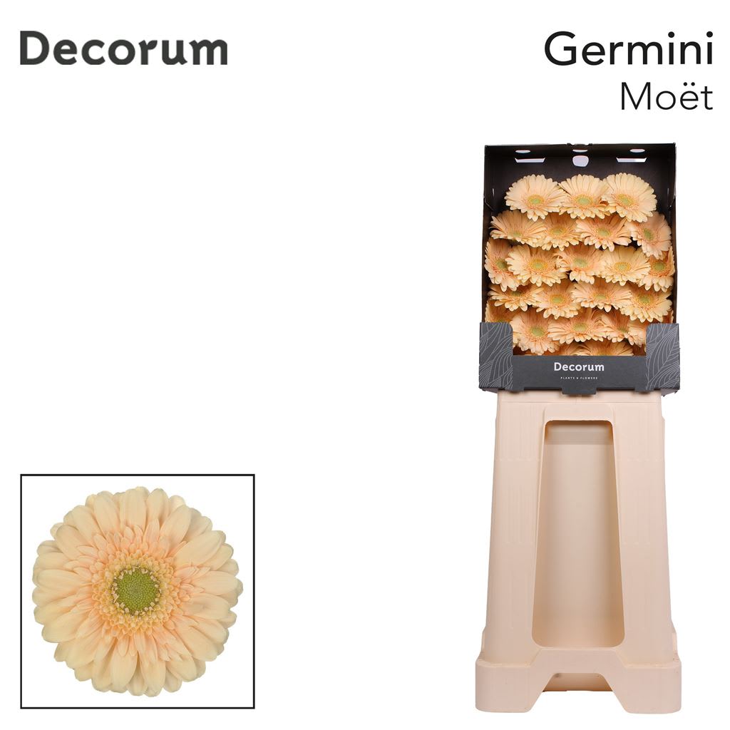 Срезанные цветы оптом Germini diamond moët от 75шт из Голландии с доставкой по России