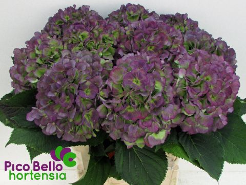 Срезанные цветы оптом Hydrangea verena blue classic от 10шт из Голландии с доставкой по России