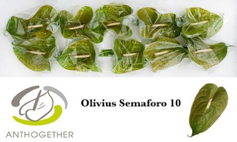 Срезанные цветы оптом Anthurium olivius semaforo от 10шт из Голландии с доставкой по России