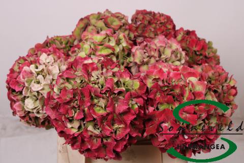 Срезанные цветы оптом Hydrangea glowing alps classic jumbo от 5шт из Голландии с доставкой по России