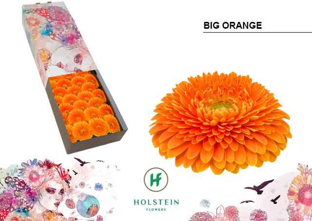 Срезанные цветы оптом Gerbera gerponi big orange от 50шт из Голландии с доставкой по России