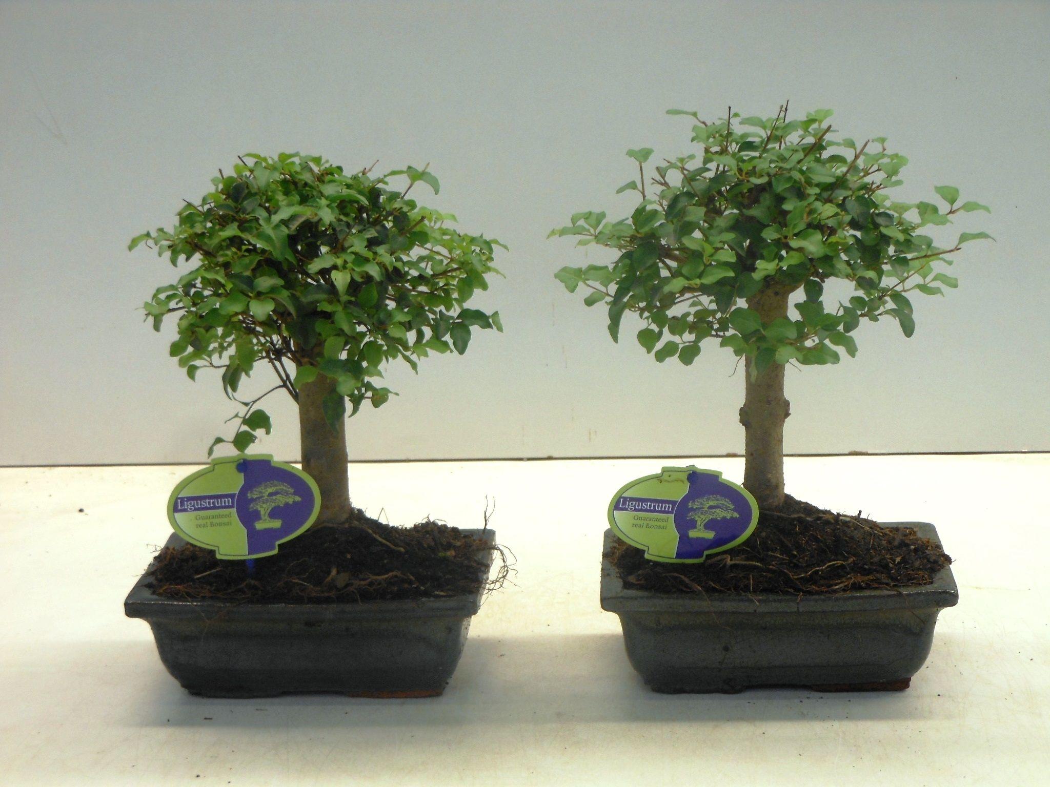 Горшечные цветы и растения оптом Bonsai Ligustrum Sinensis, 20cm., Broom, Without D от 7шт из Голландии с доставкой по России