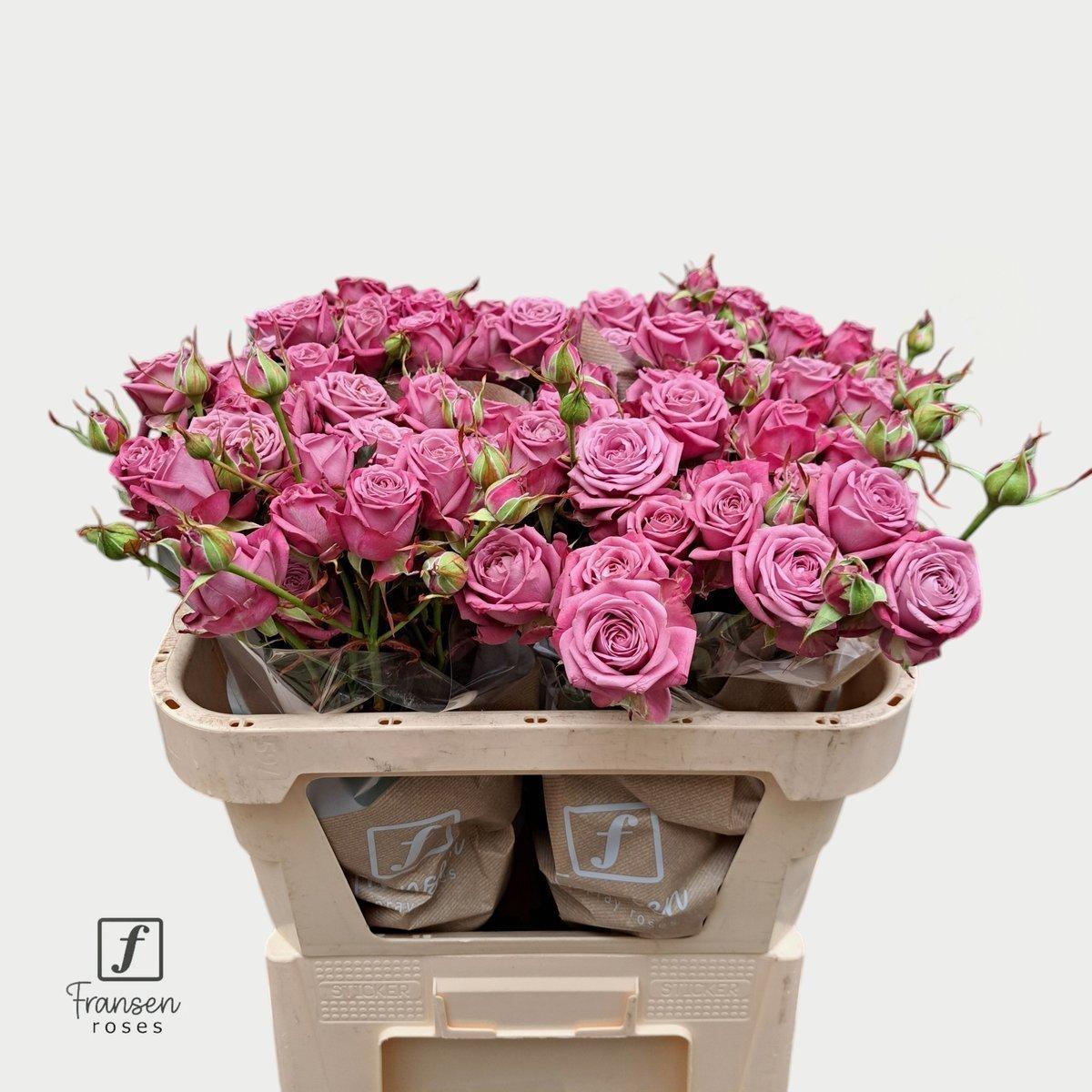 Срезанные цветы оптом Rosa spray purple queen от 20шт из Голландии с доставкой по России