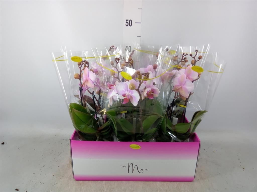 Горшечные цветы и растения оптом Phalaenopsis   ...rose от 6шт из Голландии с доставкой по России