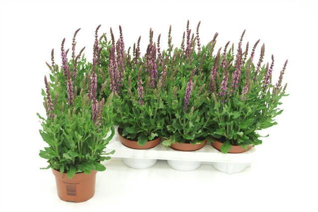 Горшечные цветы и растения оптом Salvia Ne Se Dp Rose от 8шт из Голландии с доставкой по России Горшечные цветы и растения оптом Salvia Ne Se Dp Rose от 8шт из Голландии с доставкой по России