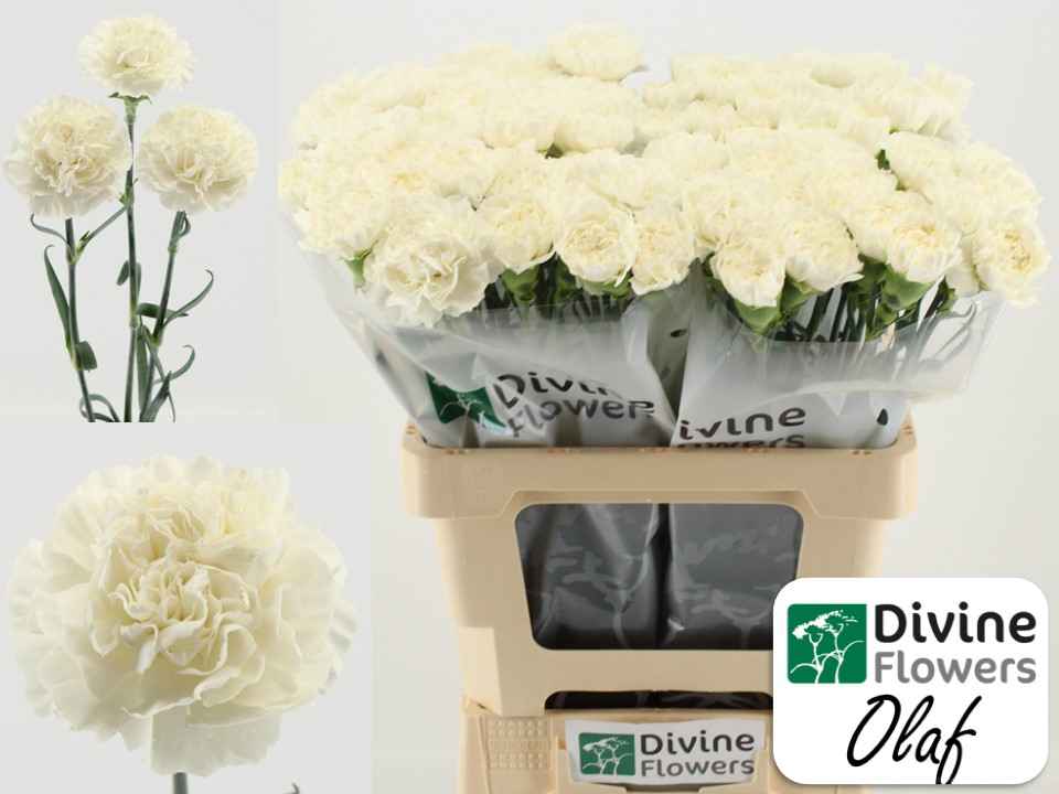 Срезанные цветы оптом Dianthus st olaf от 80шт из Голландии с доставкой по России