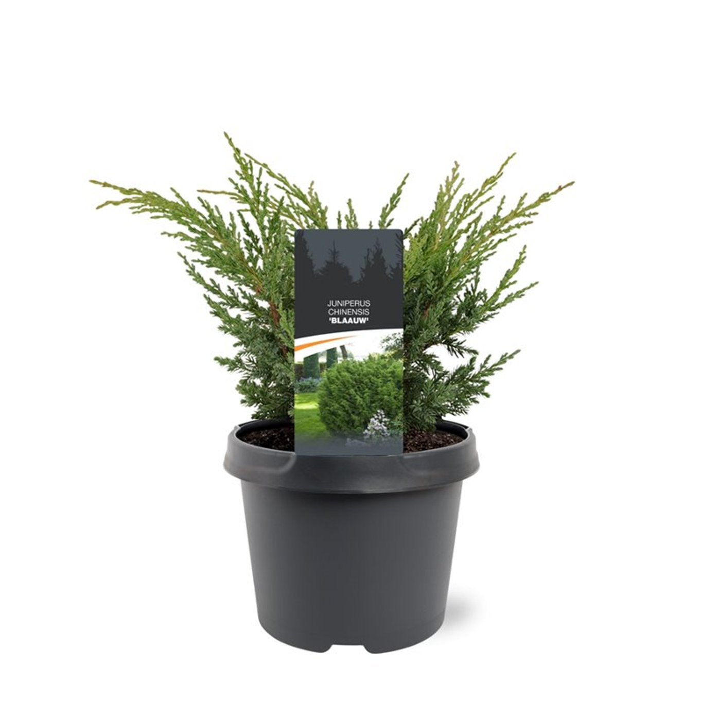 Горшечные цветы и растения оптом Juniperus Chinensis Blue от 1шт из Голландии с доставкой по России