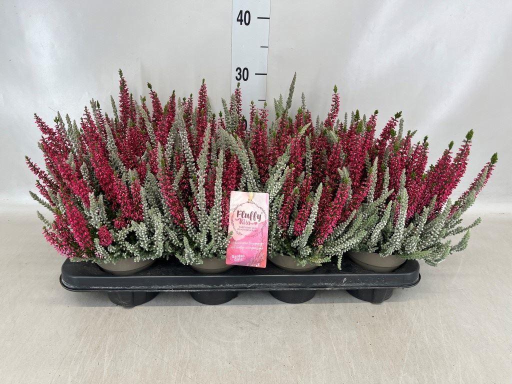 Горшечные цветы и растения оптом Calluna Vulg. garden G Fluffy от 8шт из Голландии с доставкой по России