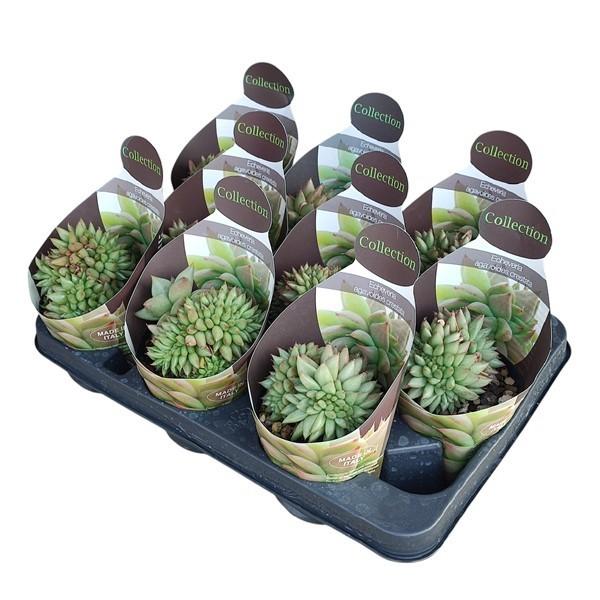 Горшечные цветы и растения оптом Echeveria Agavoides Cristata Potcover от 9шт из Голландии с доставкой по России
