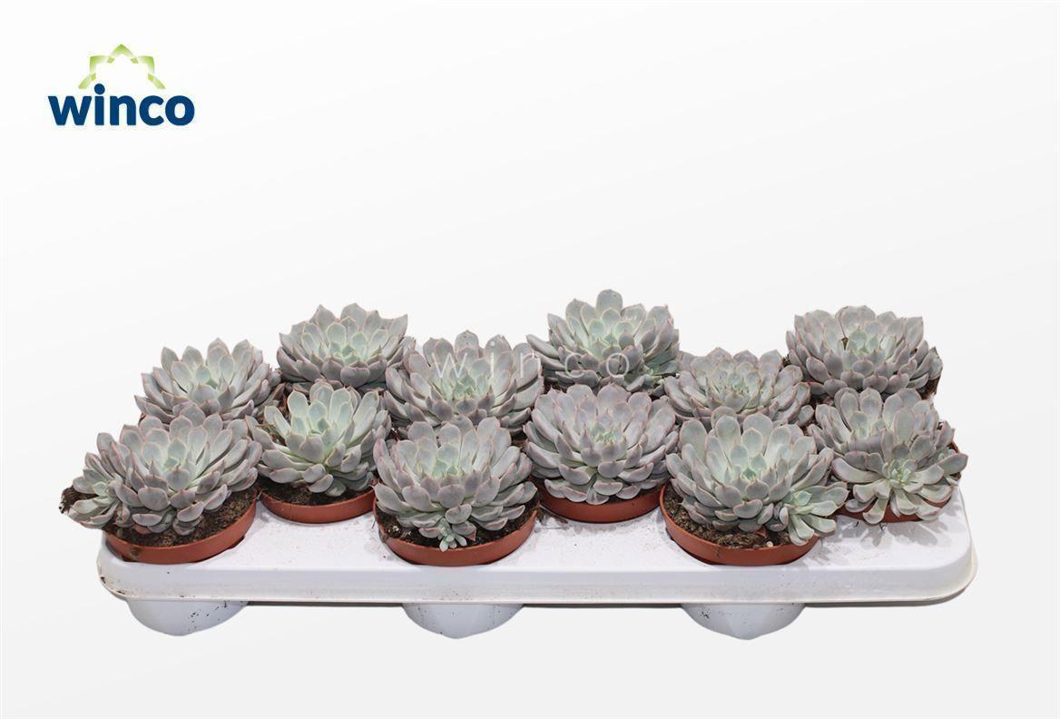 Горшечные цветы и растения оптом Echeveria Rosea от 12шт из Голландии с доставкой по России