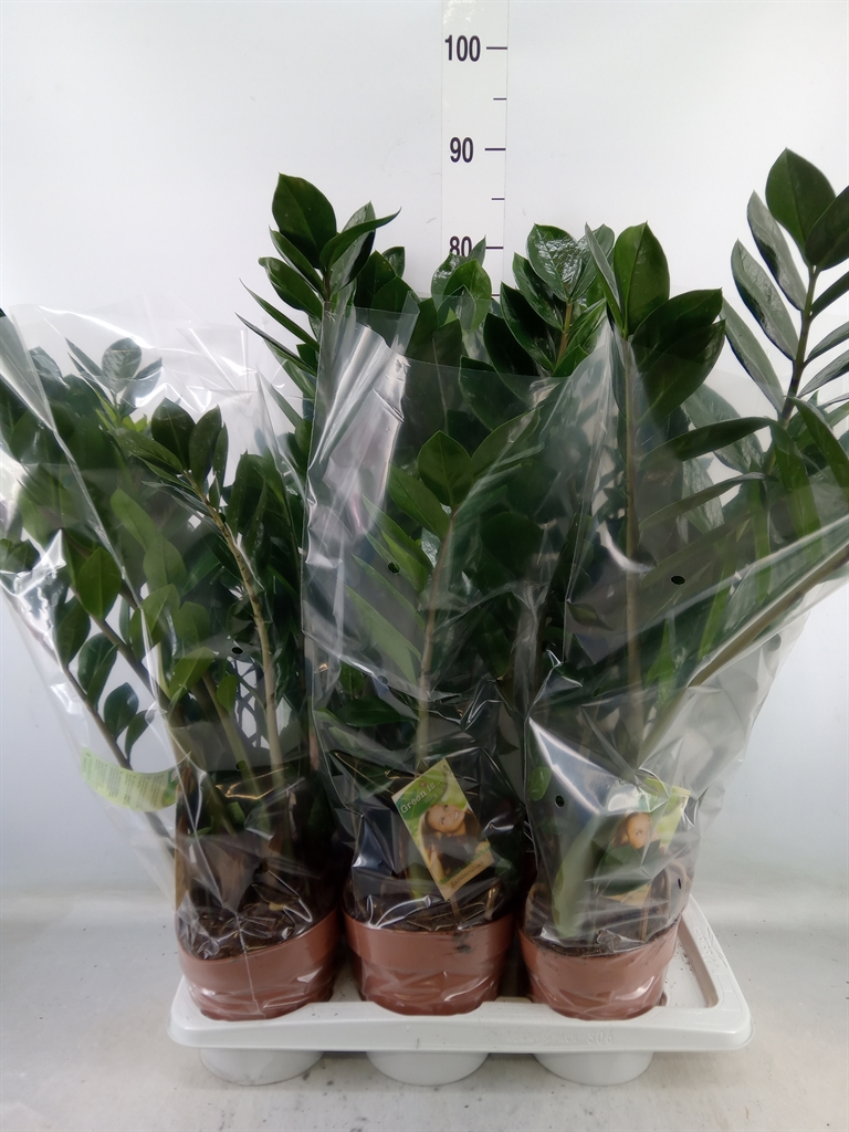 Горшечные цветы и растения оптом Zamioculcas Zamiifolia от 6шт из Голландии с доставкой по России