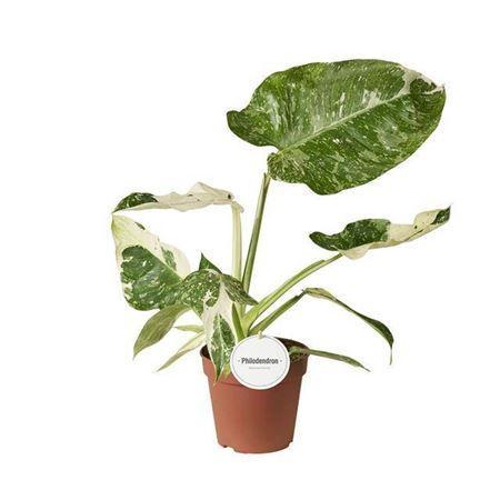 Горшечные цветы и растения оптом Philodendron Jose Buono P15 от 1шт из Голландии с доставкой по России