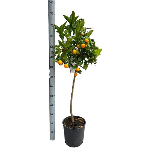 Горшечные цветы и растения оптом Citrus Calamondin On Stem от 1шт из Голландии с доставкой по России