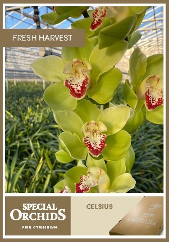 Срезанные цветы оптом Cymbidium green celsius от 4шт из Голландии с доставкой по России