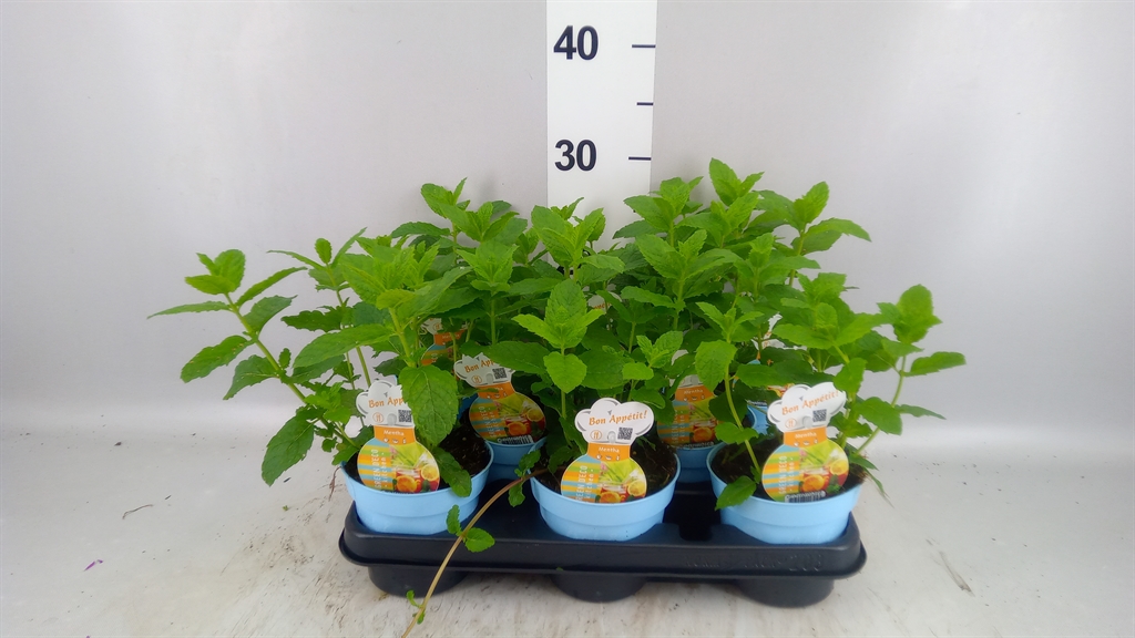 Горшечные цветы и растения оптом Mentha Spicata от 8шт из Голландии с доставкой по России