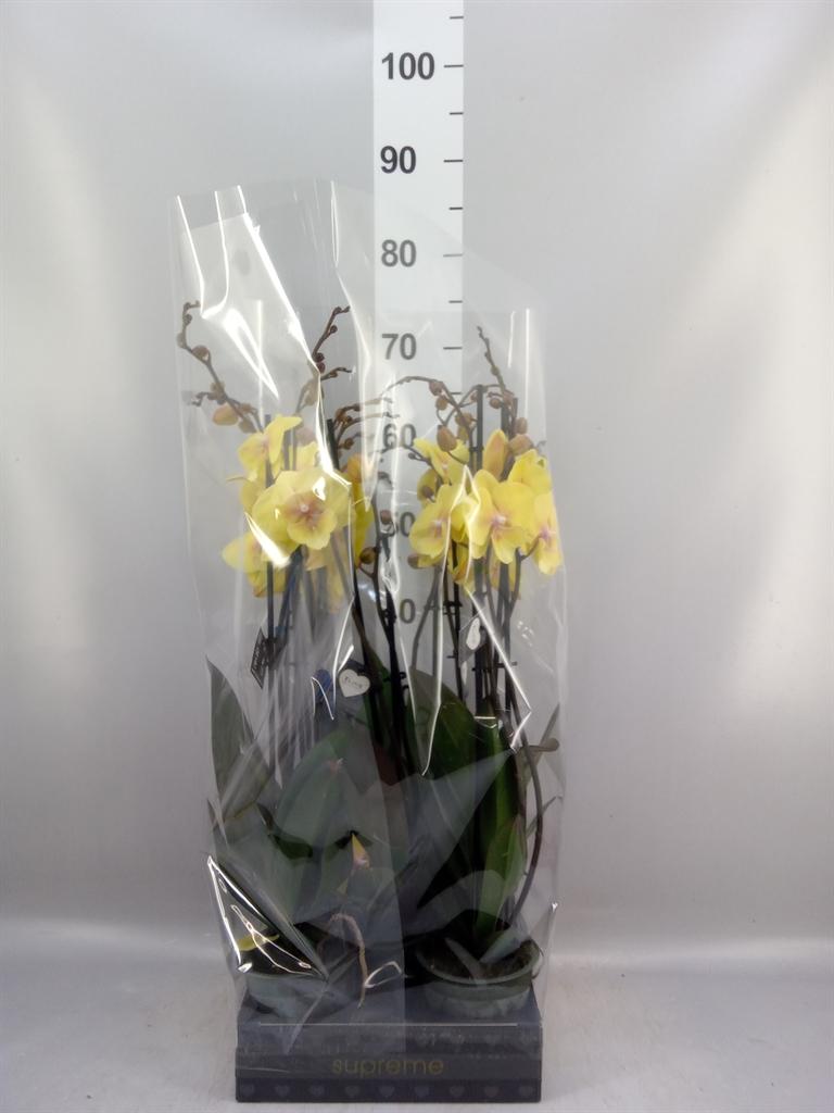 Горшечные цветы и растения оптом Phalaenopsis manta Palau от 5шт из Голландии с доставкой по России