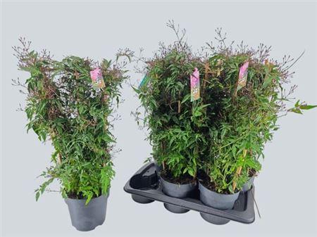 Горшечные цветы и растения оптом Jasm Polyanthum Rz 500+ P17. от 6шт из Голландии с доставкой по России