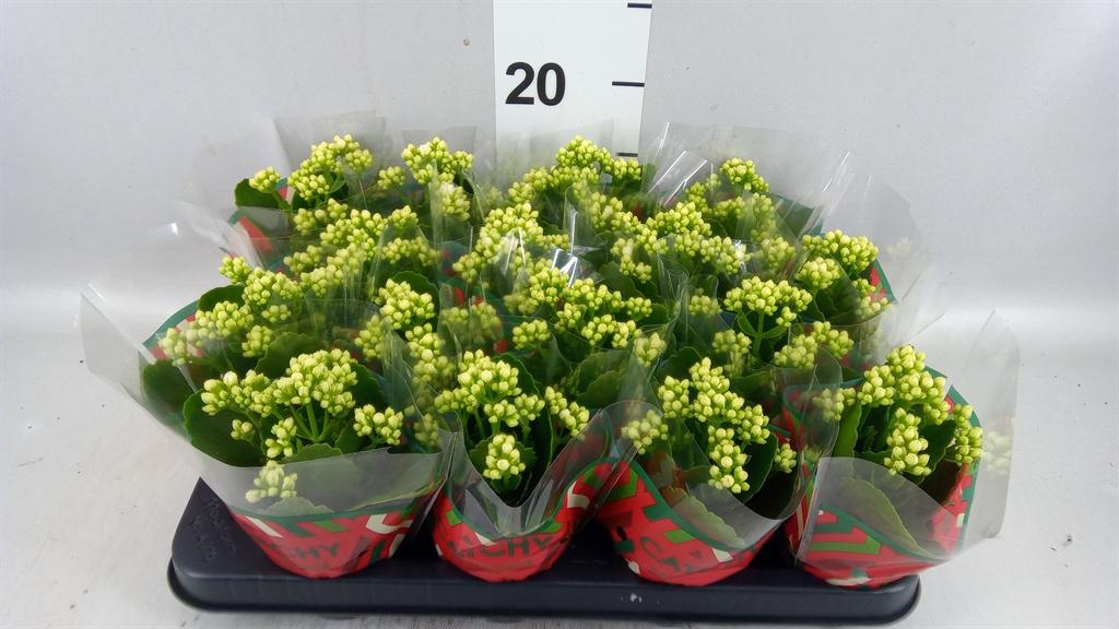 Горшечные цветы и растения оптом Kalanchoe Blos. calandiva Whites от 16шт (для телеги) из Голландии с доставкой по России