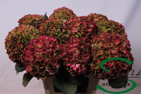 Срезанные цветы оптом Hydrangea vuurbaak от 10шт из Голландии с доставкой по России