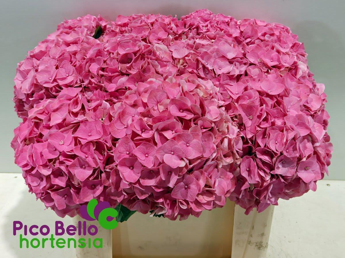 Срезанные цветы оптом Hydrangea my beautiful riviera от 10шт. из Голландии с доставкой по России