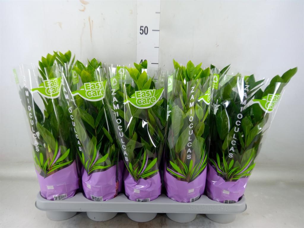 Горшечные цветы и растения оптом Zamioculcas Zamiifolia от 10шт из Голландии с доставкой по России